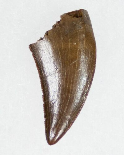 Wonderfully Preserved Nanotyrannus Tooth #11909